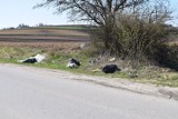 Gmina Skalbmierz dołącza do apelu o niezaśmiecanie, pokazuje skutki braku troski o porządek i zaprasza na sobotnie sprzątanie (ZDJĘCIA)