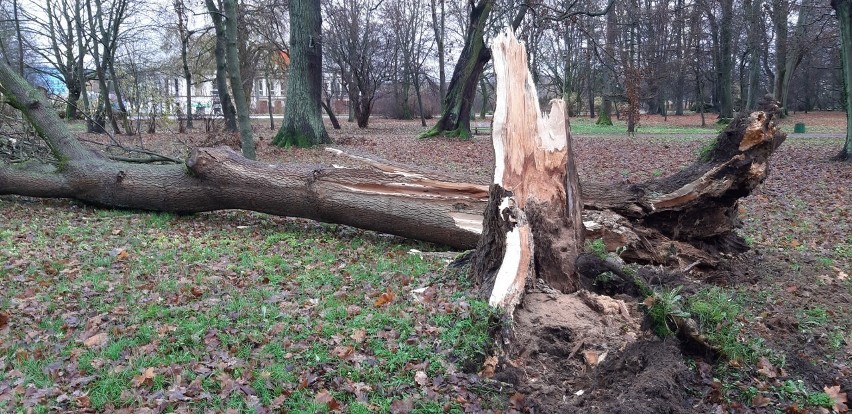 - Jechałem rowerem przez park w okolicach biblioteki i nagle...