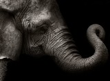 Wszystkie słonie świata zagrożone wyginięciem. Te gatunki umierają na naszych oczach. Niebawem znikną bezpowrotnie