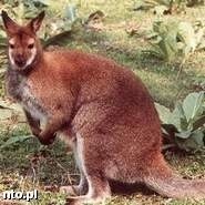 Tak wygląda kangur z gatunku walabia benetta. (