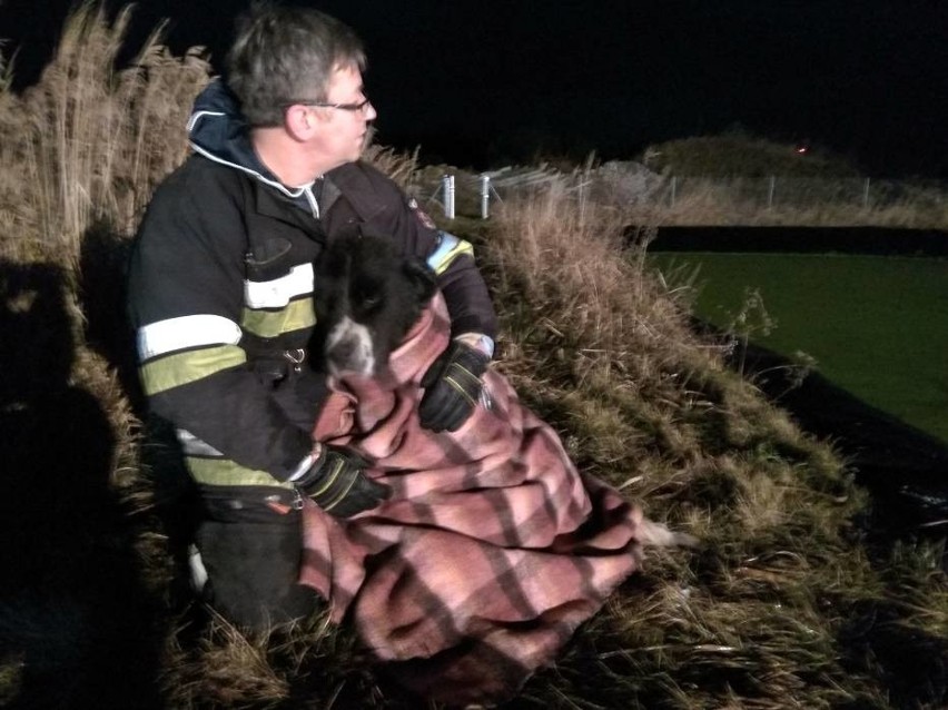 Michorzewko: Strażacy uratowali psa, który wpadł do lodowatej wody [ZDJĘCIA + WIDEO]