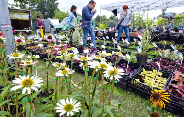 Koszalin. W ten weekend XXII Giełda Ogrodniczo-RolniczaOrganizatorzy zapraszają nie tylko właścicieli działek i ogrodów, ale również tych, którzy chcą pospacerować i pooglądać piękne rośliny.