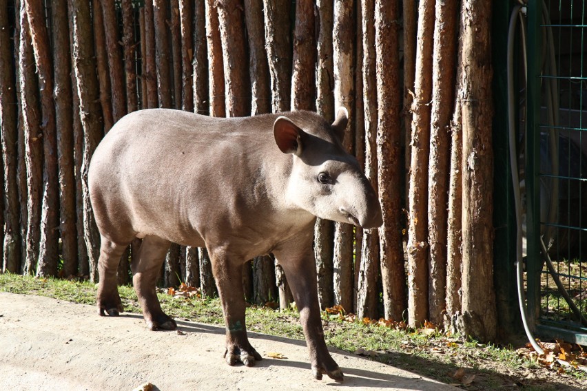 Zoo Leśne Zacisze w Lisowie otwarte również 11 listopada. Na gości czeka nowy mieszkaniec - tapir anta Toralf i inne zwierzaki