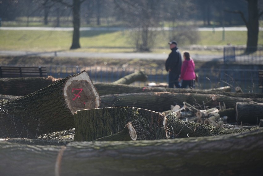 W marcu drzewa wycinano między innymi przy kanale regatowym,...