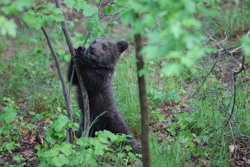 Zoo Poznań: Niedźwiedzica Cisna debiutuje na wybiegu