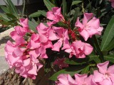 Oleander kwitnie przez całe lato, ale to śmiertelnie trująca piękność. Jak go uprawiać w donicy i przezimować? Sprawdź!
