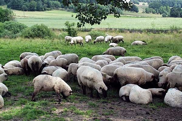 Owce skubiące trawę na bieszczadzkich wzgórzach na stałe wpisały się w tutejszy krajobraz. Czy po latach nieobecności wrócą tu również ze swoimi owcami górale z Podhala?