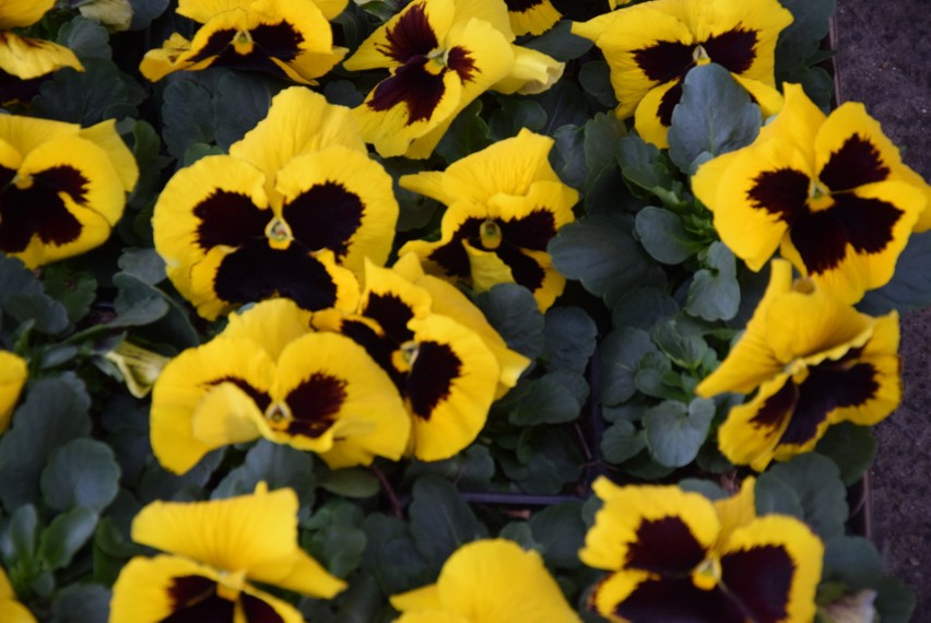 Targowiska w Rzeszowie zasypane wiosennymi kwiatami. Zobacz, co się sprzedaje [ZDJĘCIA]