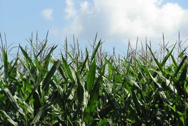 Uprawy genetycznie modyfikowanej kukurydzy MON 810 w Polsce to fakt.