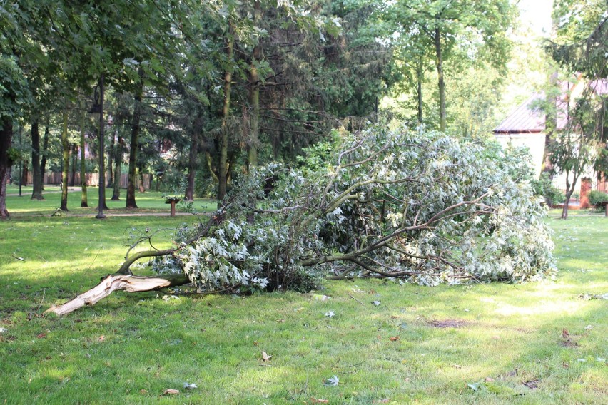 Połamane drzewa w radomskich parkach.