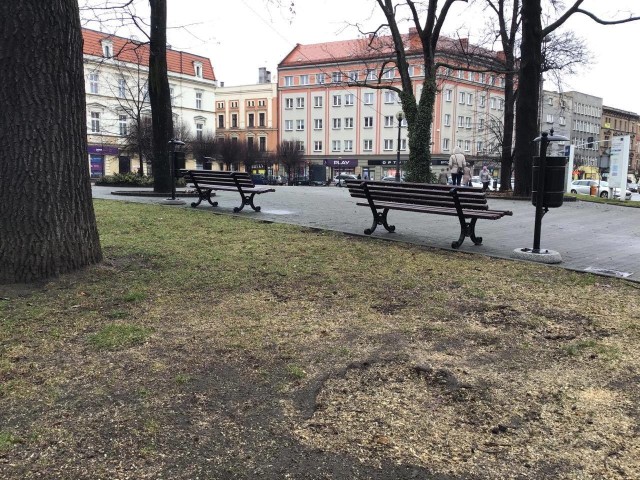 Dwa drzewa, które znajdowały się na skwerze przy placu Wolności, musiały zostać wycięte.