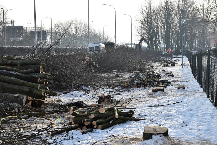 Wycinka drzew wzdłuż ul. Bohaterów Monte Cassino w Opolu