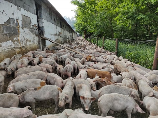 25 zastępów straży pożarnej gasiło we wtorek  i w środę w nocy pożar chlewni w Jedlance Nowej koło Iłży.