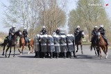 Chcesz wstąpić w szeregi policji konnej w Chorzowie? Trwa rekrutacja