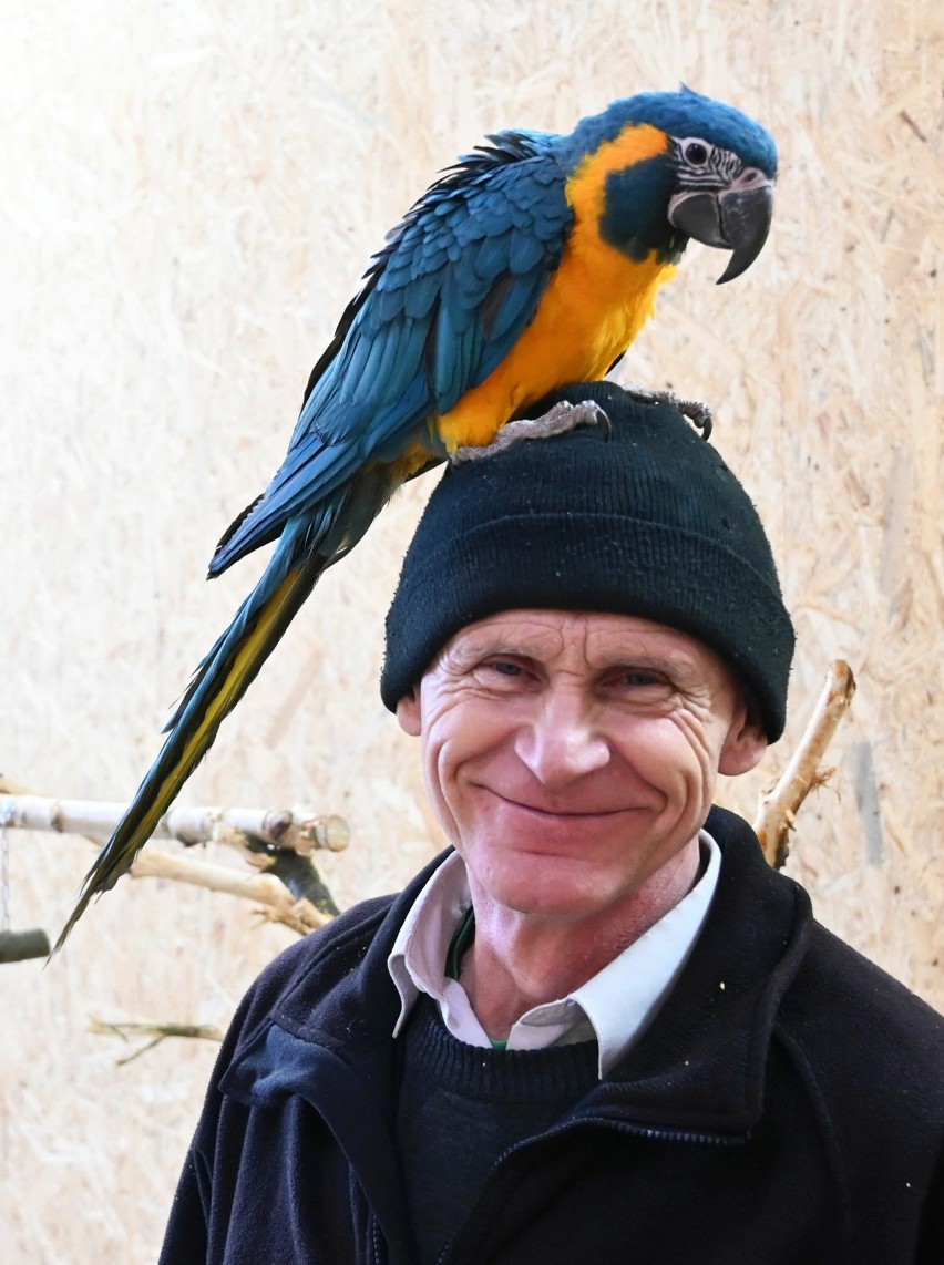 Park Papug powstaje w Parku Rozrywki i Miniatur Sabat Krajno pod Kielcami. Egzotyczne zwierzęta zachwycają. Zobacz zdjęcia i wideo