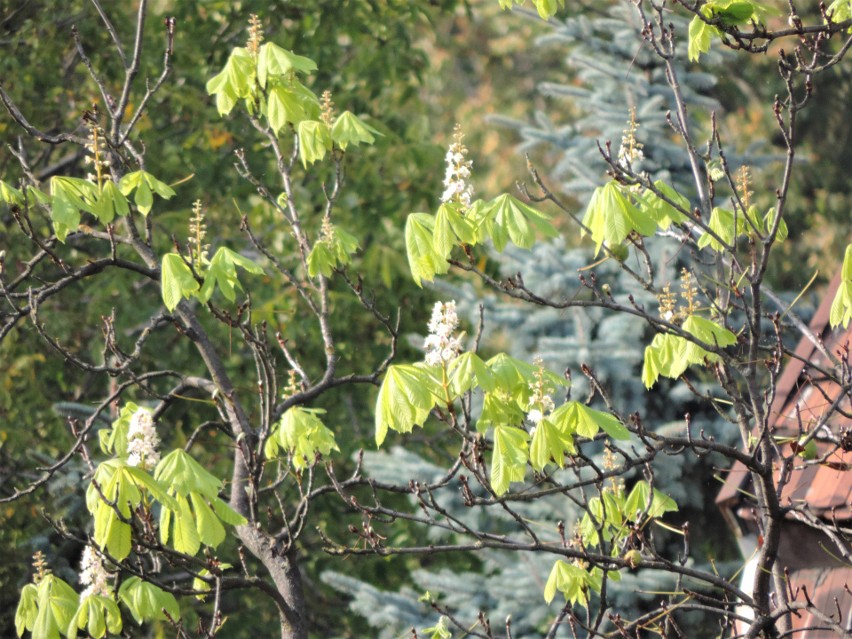 W Inowrocławiu zakwitły niektóre kasztanowce, m. in. drzewo...