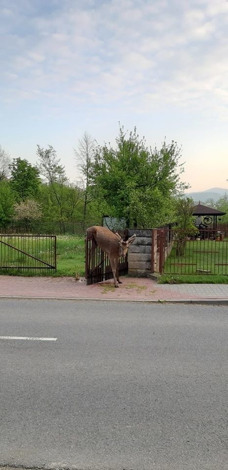 Jeleń nabił się na ogrodzenie posesji w Piwnicznej-Zdroju. Zwierzę nie przeżyło wypadku 