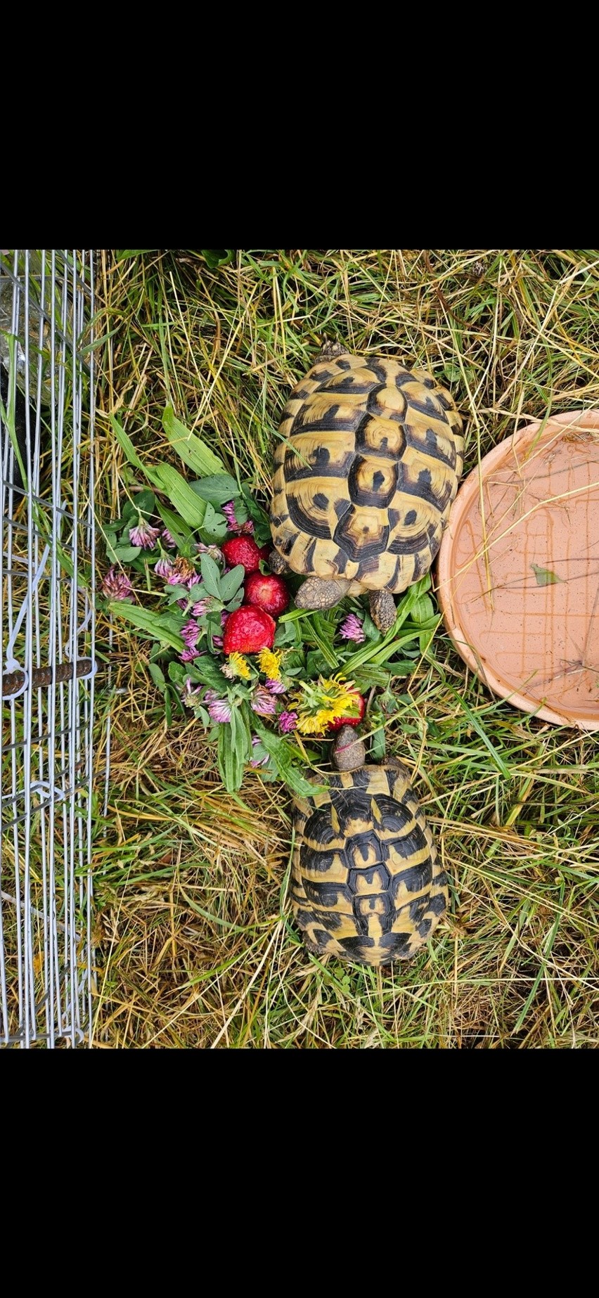 Łupem złodzieja padły dwa żółwie. Właściciele proszą o pomoc w ich odnalezieniu i oferują sporą nagrodę