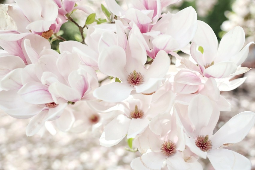 W Kórniku pięknie zakwitły też magnolie