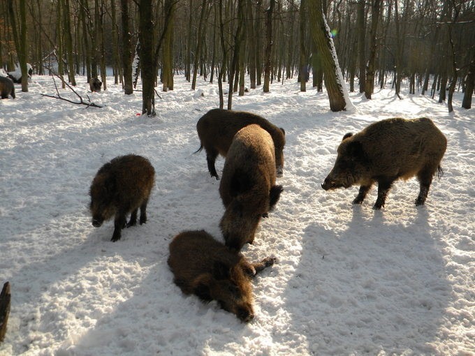 Zimę można przetrwać na kilka sposobów