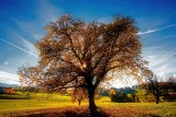 Drzewa to nie tylko tlen i schronienie. Jest więcej powodów dla których powinniśmy dbać o drzewa. Zobacz zdjęcia pięknych pomników przyrody