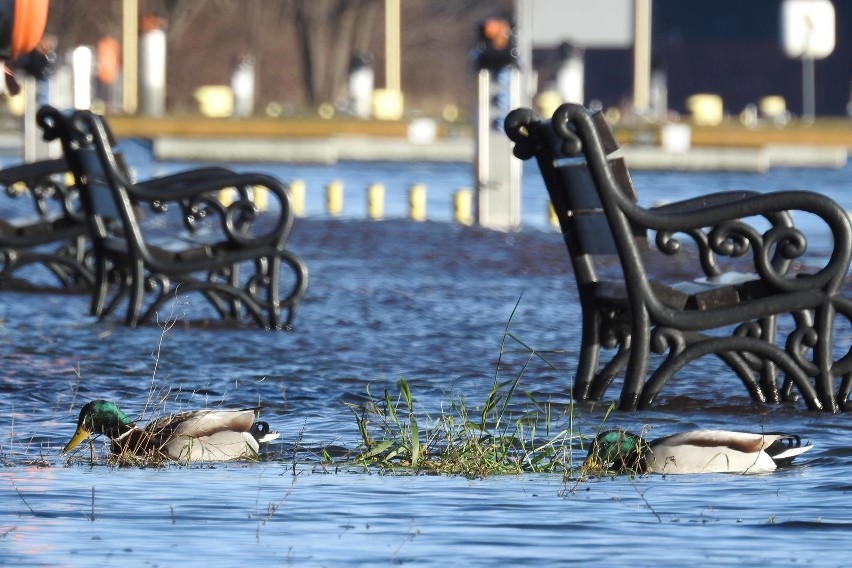 Sztorm w Świnoujściu. Bałtyk zatopił plażę oraz nabrzeża wysp. Takiej sytuacji nie było tu już dawno [ZDJĘCIA]