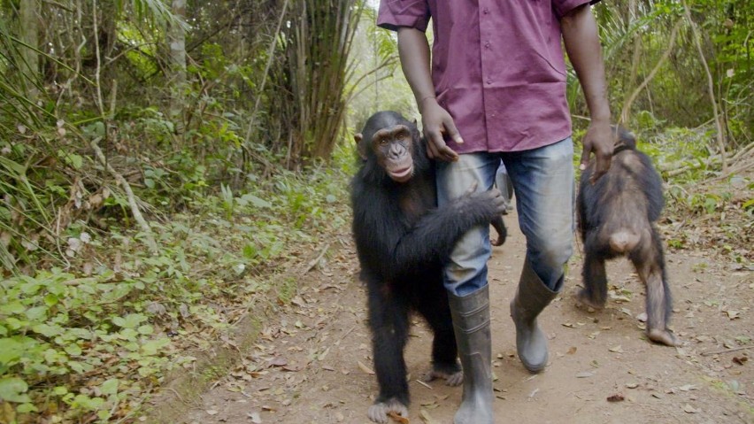 Niezwykła seria przyrodnicza „Szympansy z Kongo: Jane Goodall zaprasza” na Polsat Viasat Nature