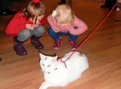 Na wystawie "Marcowe koty" dzieci fascynowały żywe zwierzęta Fot. Barbara Ciryt