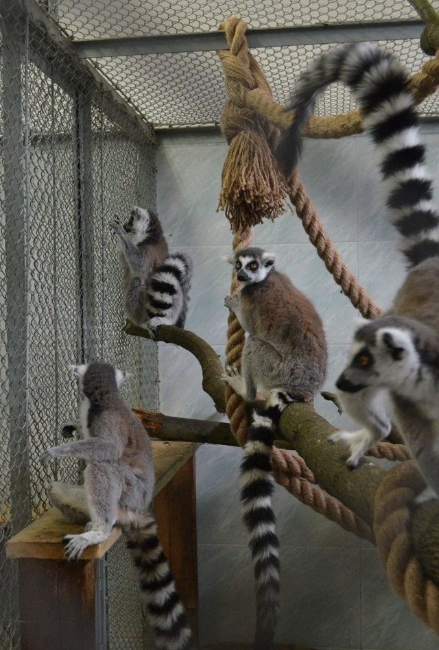 Miasto chce zafundować lemurom luksusowy wybieg.