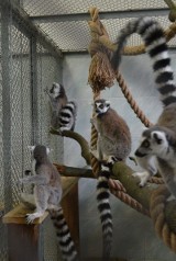 Luksusy dla lemurów w łódzkim zoo