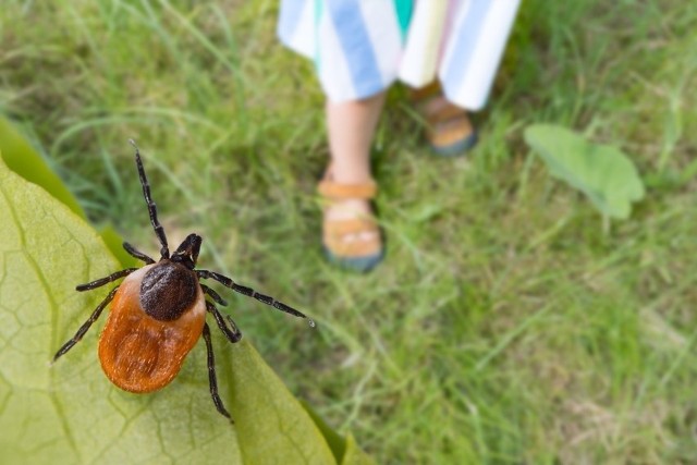 Kleszcze to zmora każdego miłośnika lasu. Niestety czasami mimo wszelkiego rodzaju zabezpieczeń natrafimy na tego krwiożerczego pajęczaka. Gdzie jest najwięcej kleszczy w lesie? Oto miejsca, których powinniśmy unikać!WIĘCEJ NA KOLEJNYCH STRONACH>>>