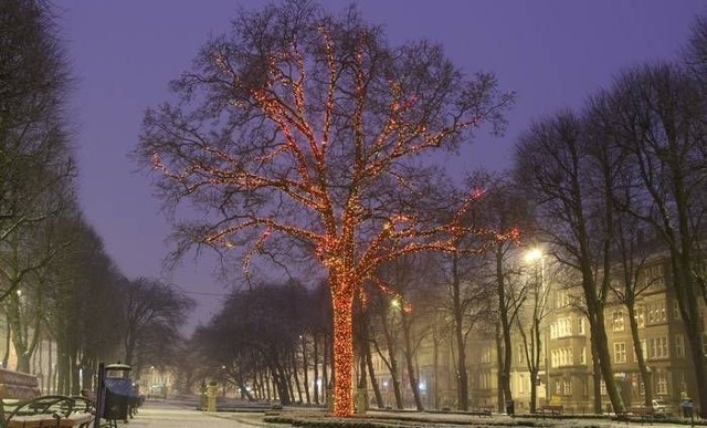 Udekorowane drzewo przy al. Sienkiewicza w Słupsku.