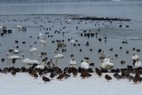 Co za widok! Setki ptaków nad Pogorią III w Dąbrowie Górniczej. Zimują tu łabędzie, kaczki i łyski 