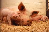 Co się stało z kilkoma setkami świń z powiatu włoszczowskiego? Ich właściciel szacuje straty na około pół miliona złotych