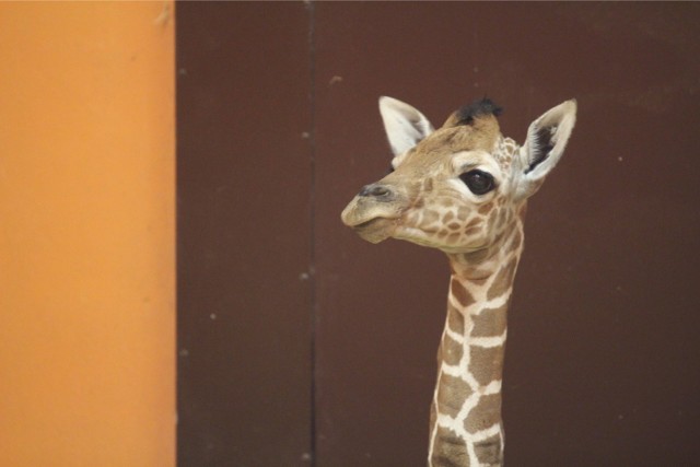 14092015 chorzow zoo zyrafafot  arkadiusz gola   polska press