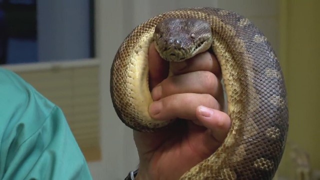Weterynarze zaopiekowali się wężem i umieścili go w ogrzewanym terrarium.