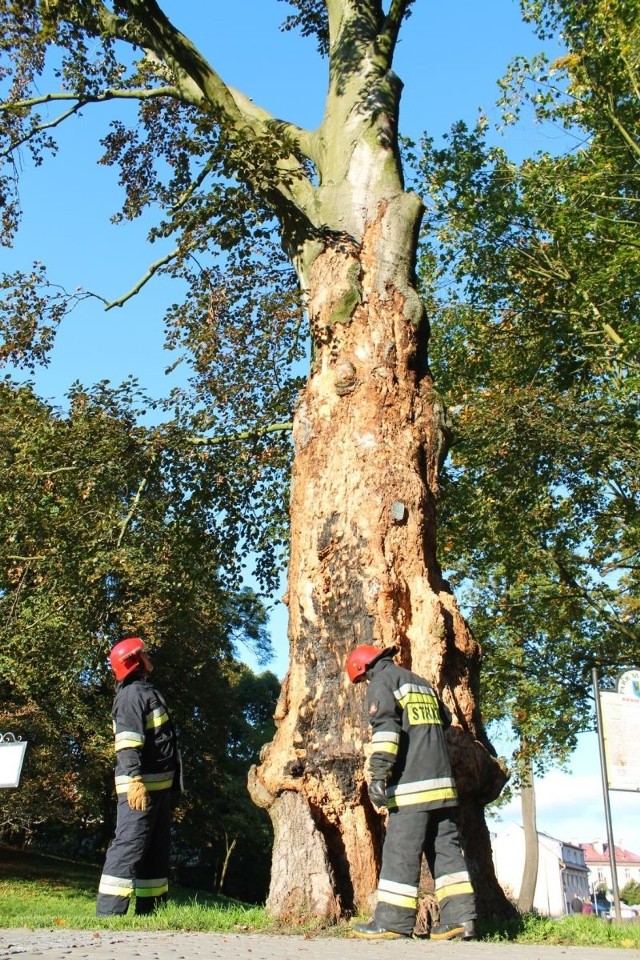 Strażacy kilkakrotnie wyjeżdżali gasić pożar zabytkowego drzewa. Sprawców szuka policja.