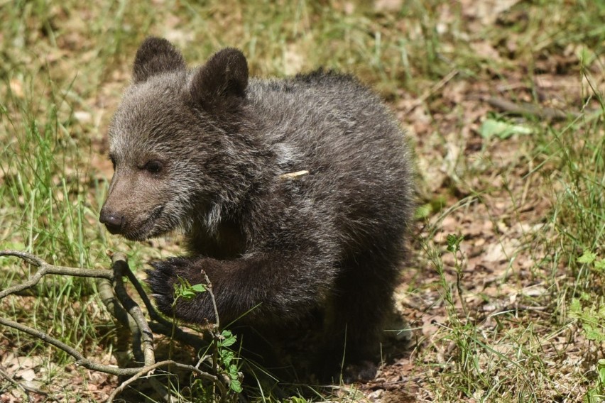 Niedźwiedzica Cisna w poznańskim ZOO.