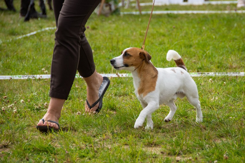 Kościelisko. Pod Tatry zjechały psie piękności. To na VIII Międzynarodową Wystawę Psów Rasowych