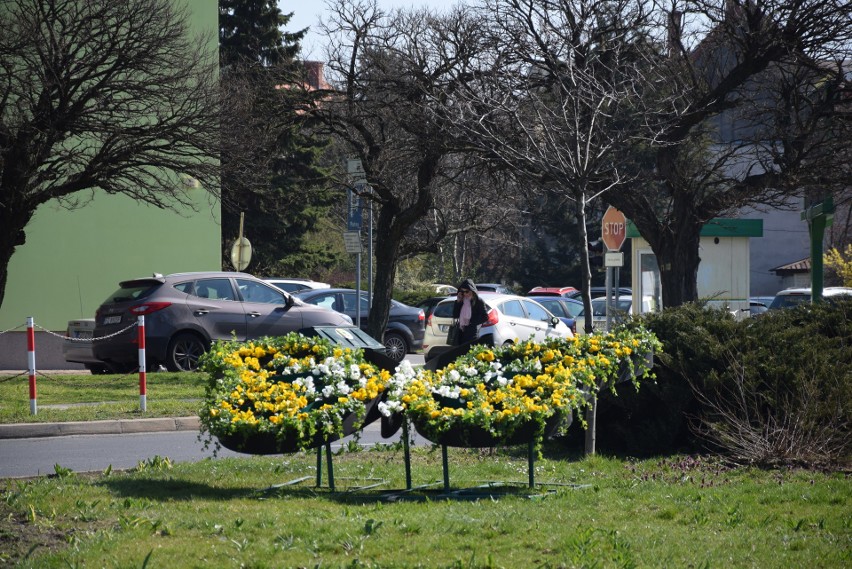 Wiosenne kwiaty na rabatach i klombach - Zielona Góra - 2...