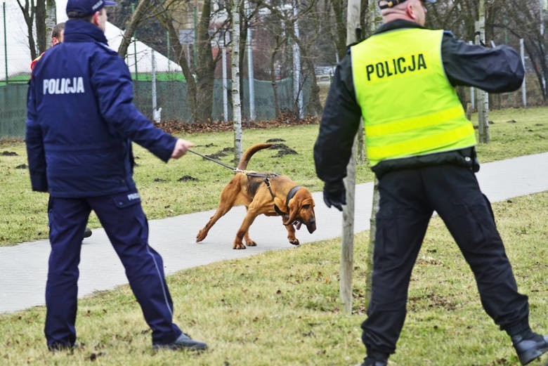 Specjalnie wyszkolony pies tropiący rasy bloodhound oraz...