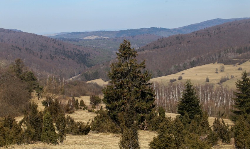 Wiosna powoli wkracza w Beskid Niski. Piękna pogoda w...