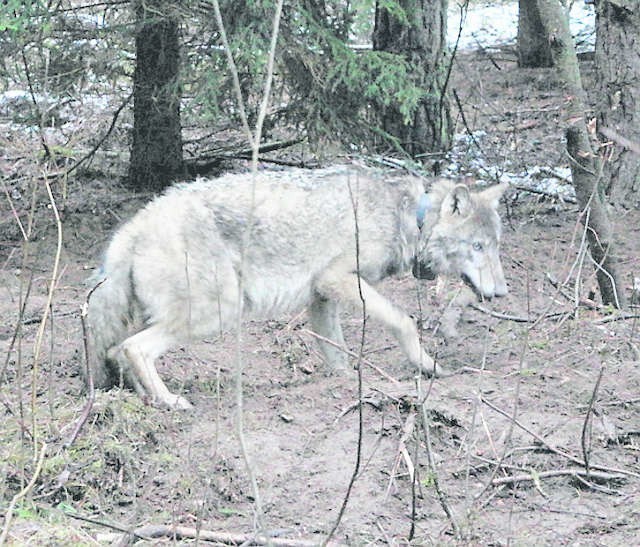 Szczęściarz - wilk uratowany z wnyków na drawskim poligonie. Wyposażony w nadajnik GPS przywędrował w okolice Torunia i zginął na trasie nr 91