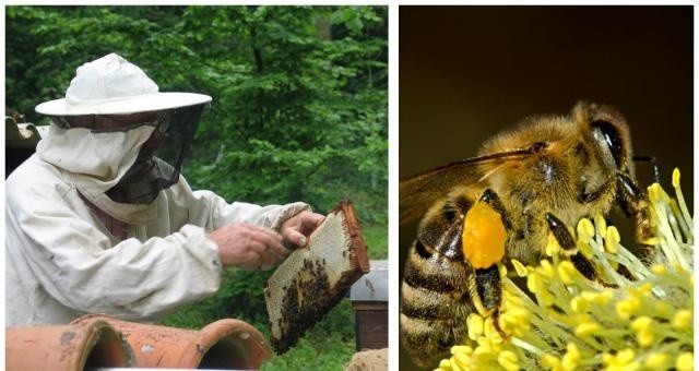 Pomorskie rolnictwo zawdzięcza pszczołom 115 mln zł