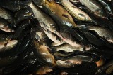 Afera rybna pod lupą prokuratury i CBA. Sprzedawano przetwory rybne zagrażające zdrowiu?
