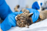 Kocia grypa zabija koty domowe. Jak uchronić swojego pupila przed zakażeniem śmiertelnym wirusem? 16.07.23