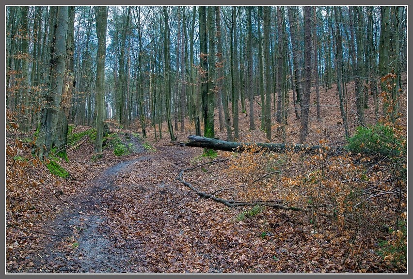 Czytelnik: Niszczą las na Górze Chełmskiej w Koszalinie, wycinają nam płuca, nie możemy się na to godzić! ZDJĘCIA