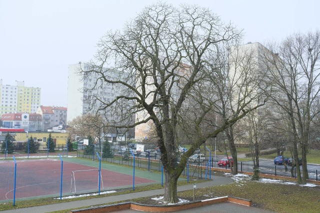 Kasztanowiec Jeżyk rośnie na terenie Szkoły Podstawowej nr 6 przy ulicy Łąkowej