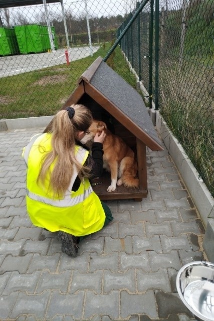 Sziwa już nie spędza czasu w schroniskowym boksie, ma swojego opiekuna