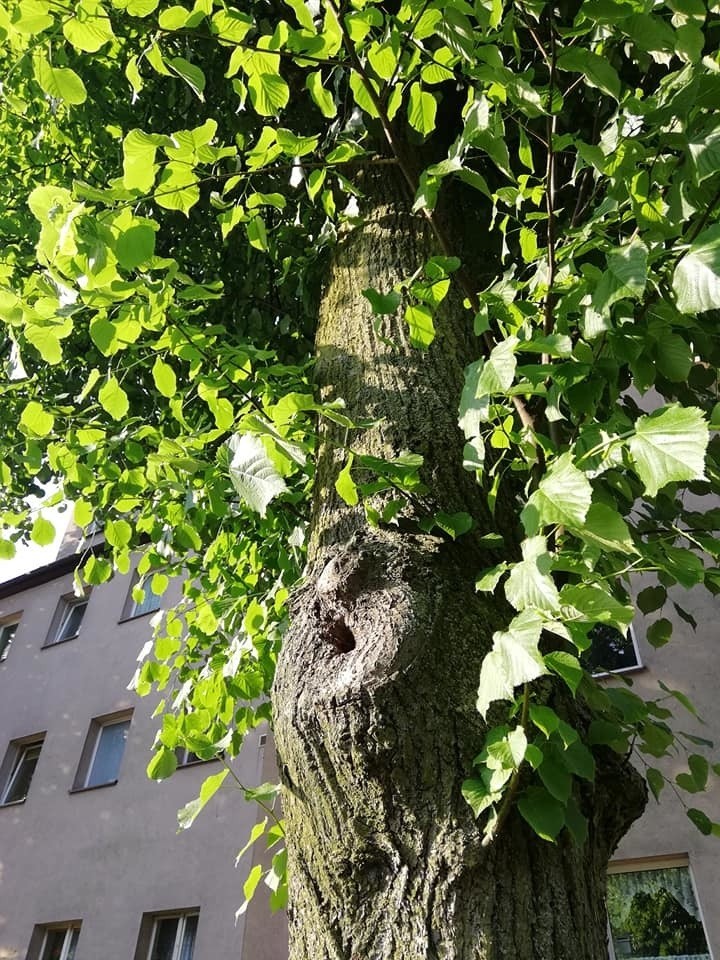 Planowali przyciąć drzewa na Mickiewicza w Szczecinie. W okresie lęgowym [WIDEO]